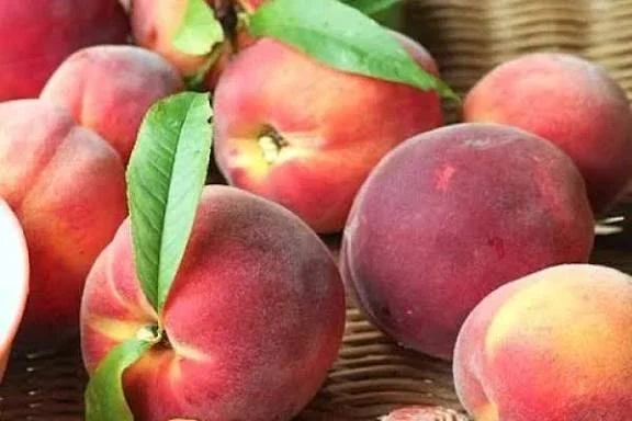 Персик Ерлі Роял Ві — продаж саженцев- фото № 1