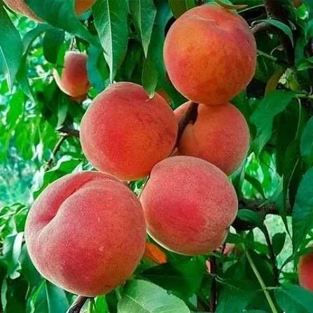 Персик Флеминг Фьюри ПФ24-007 - крупный сорт- фото № 1