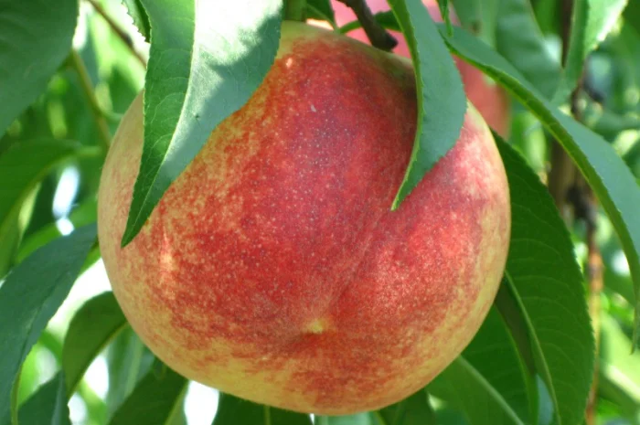 Саженцы персика различных сортов- фото № 16