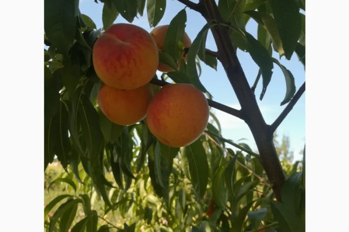 Саженцы персика различных сортов- фото № 8