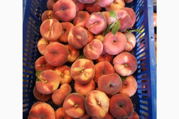 Саженцы персика различных сортов- фото № 9