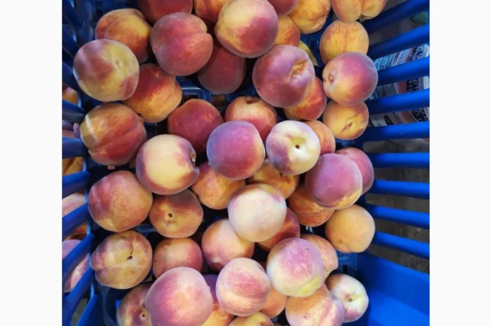 Саженцы персика различных сортов- фото № 10