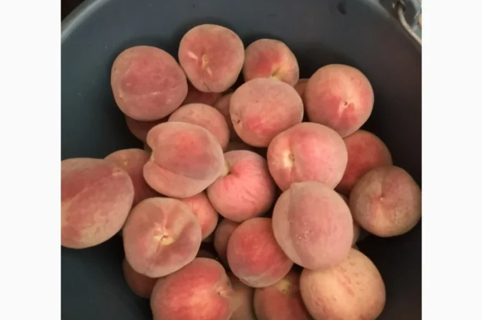 Саженцы персика различных сортов- фото № 12