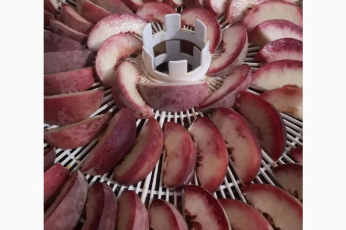 Саженцы персика различных сортов- фото № 15