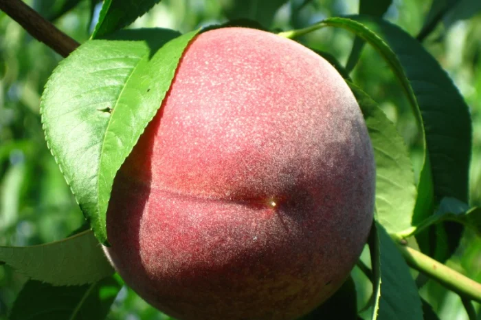 Саженцы персика различных сортов- фото № 13