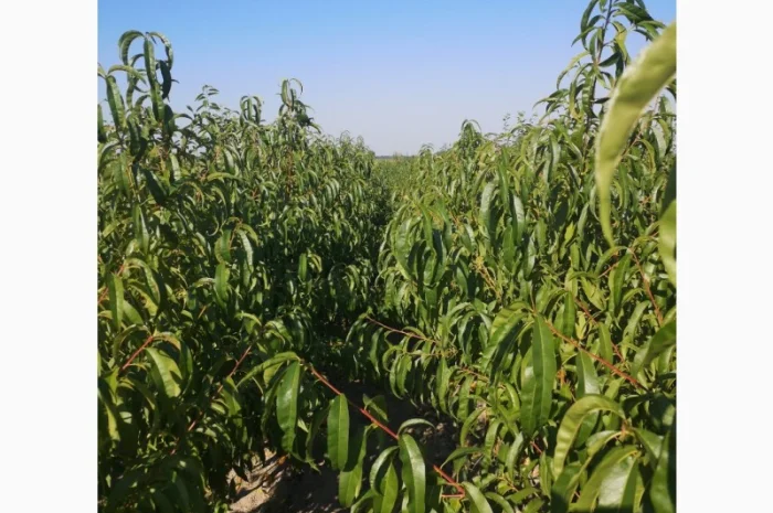 Саженцы персика различных сортов- фото № 3