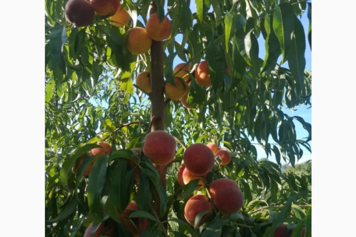 Саженцы персика различных сортов- фото № 5