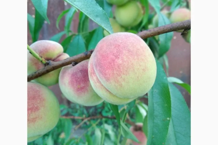 Саженцы персика Хасанский клон Железова- фото № 1