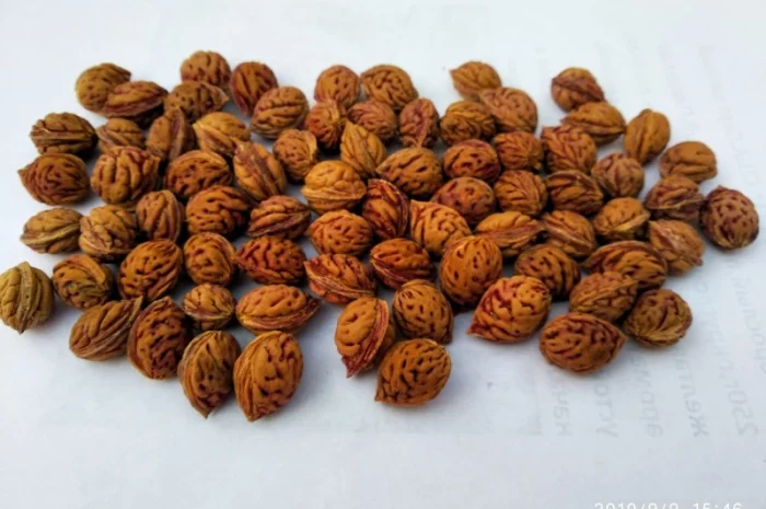 Саженцы персика Хасанский клон Железова- фото № 2