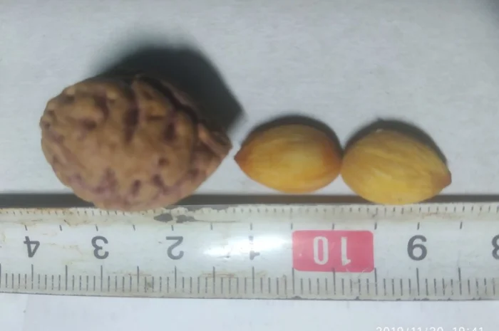 Саженцы персика Хасанский клон Железова- фото № 3