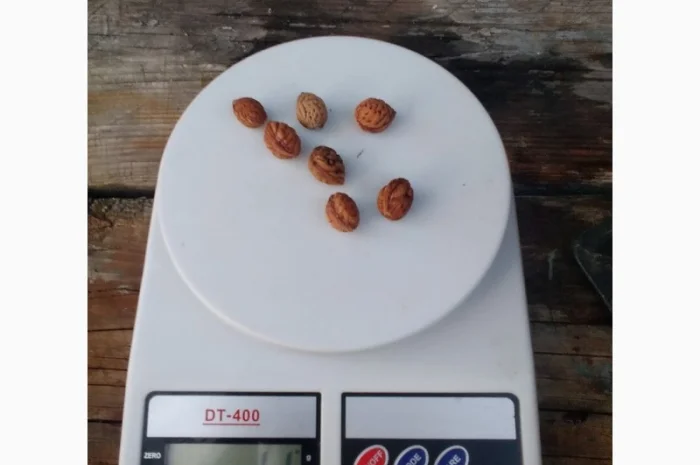 Саженцы персика Хасанский клон Железова- фото № 4