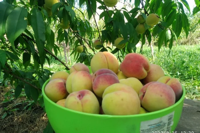 Саженцы персика Хасанский клон Железова- фото № 6