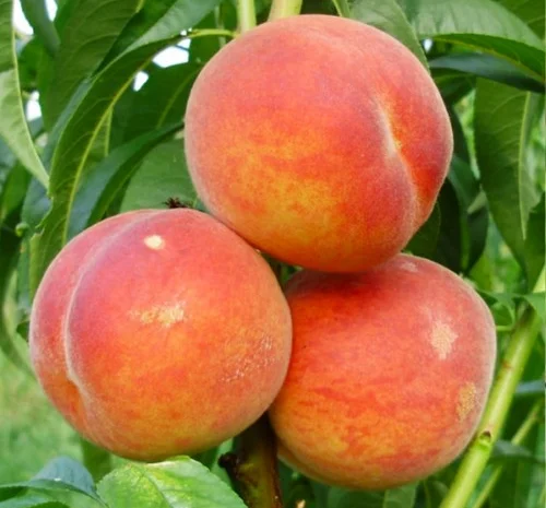 Саженцы персика Вайн Голд Т3 - 2 года- фото № 1