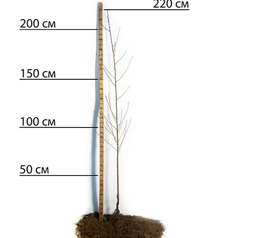 Саженцы персика сорта Кардинал - 2 года- фото № 1