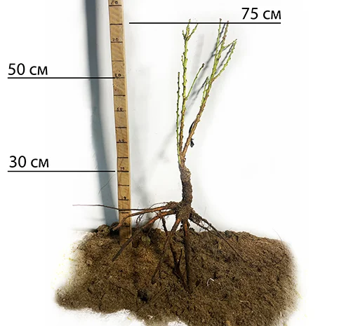 Саженцы колоновидного персика Медовый в продаже- фото № 2