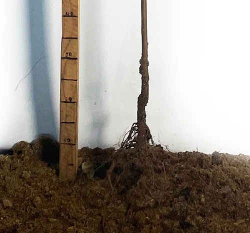 Саженцы персика Блек Бой - 2 года- фото № 3