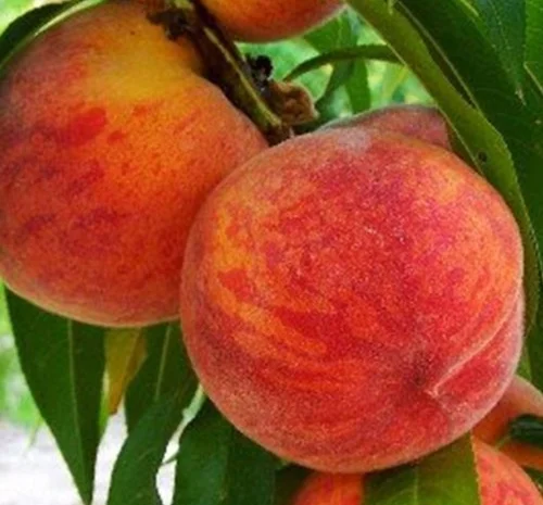 Саженцы колоновидного персика сорта Штайнберг- фото № 1