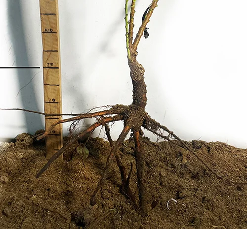 Саженцы колоновидного персика Ювилейный- фото № 3