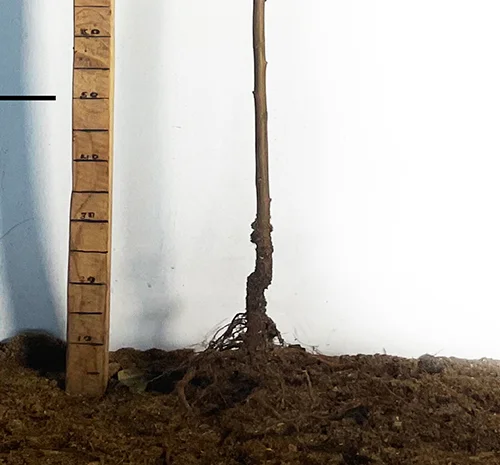 Саженцы персика Вайн Голд Т3 - 1 год- фото № 2