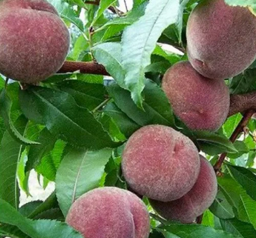 Саженцы персика Блек Бой - 1 год- фото № 3