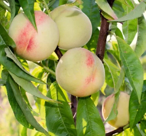 Саженцы персика сорта Белый Лебедь - 1 год- фото № 3