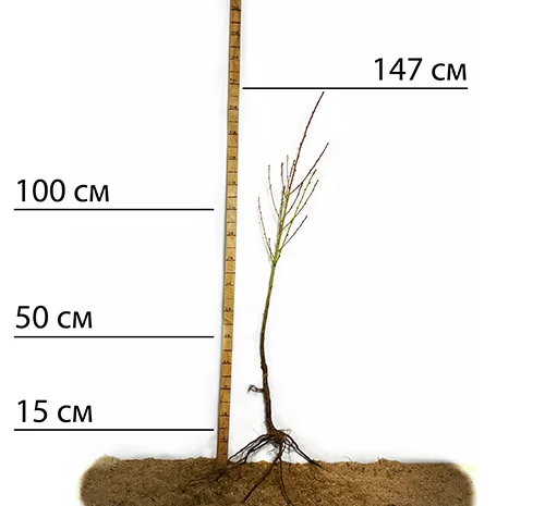Саженцы персика Бельмондо - 1 год- фото № 1