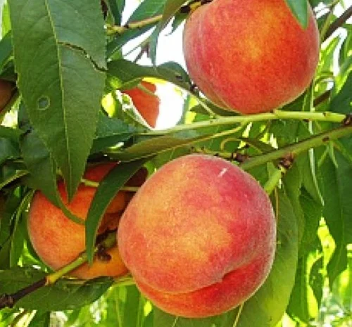 Саженцы персика Кардинал - 1 год- фото № 1