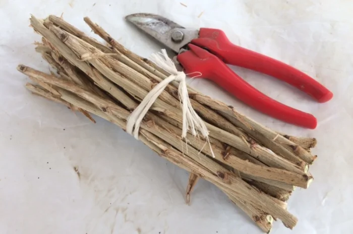 Живцы фундука для окулировки: два размера- фото № 1