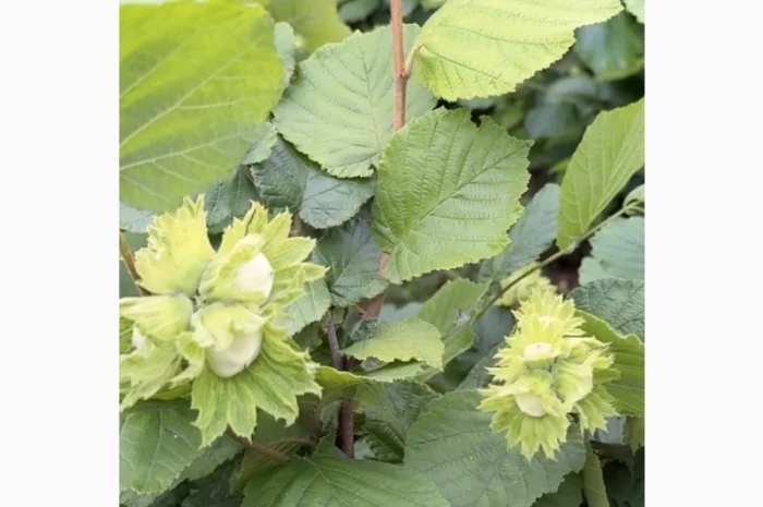 Саженцы элитного фундука с отличным урожаем и крупными плодами- фото № 1