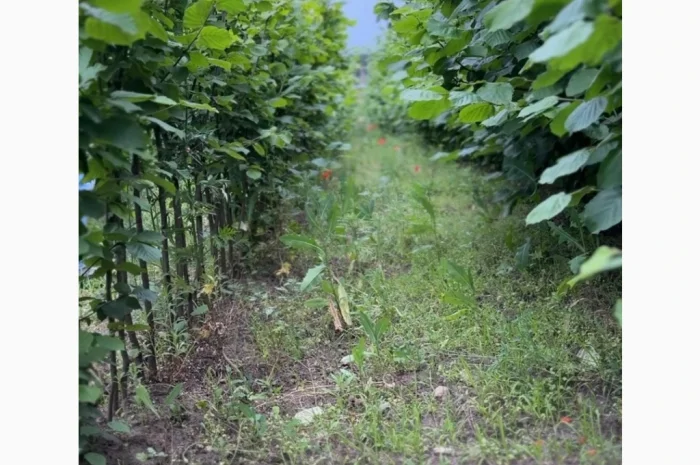 Саженцы элитного фундука с отличным урожаем и крупными плодами- фото № 3