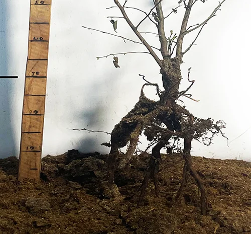 Саженцы фундука Бадіус (сеянец) - 3-летний- фото № 2