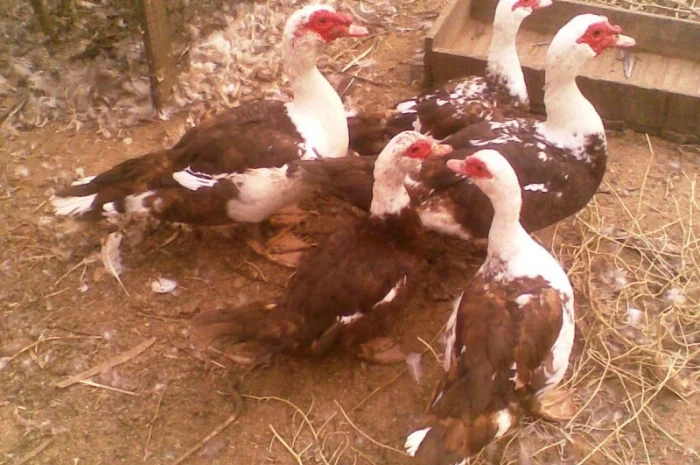 Инкубационное яйцо индоуток- фото № 1