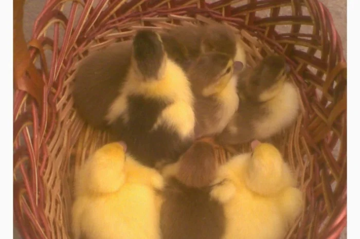 Инкубационное яйцо индоуток- фото № 2