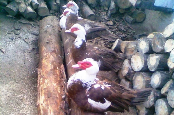 Инкубационное яйцо индоуток- фото № 3