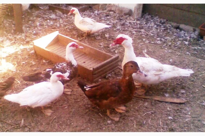 Инкубационное яйцо индоуток- фото № 4