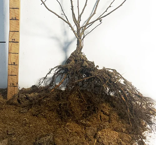 Саженцы фундука Барселонский (сеянец) - 2 года- фото № 3