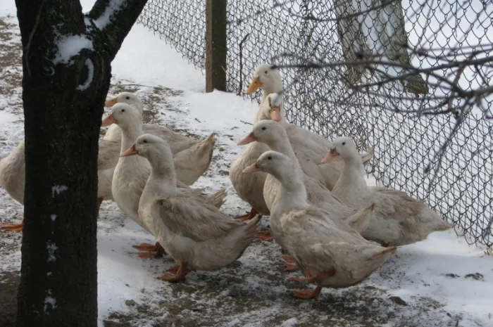 Инкубационное яйцо пекинской утки- фото № 1