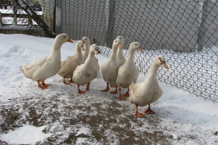 Инкубационное яйцо пекинской утки- фото № 2