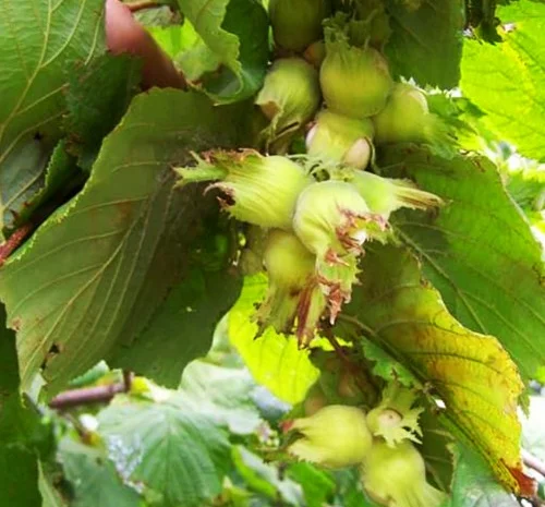 Саженцы фундука Боровский (сеянец) - 2-летний- фото № 1