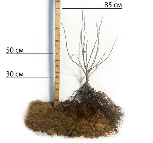 Саженцы фундука Вебба Ценный - 2-летние- фото № 1