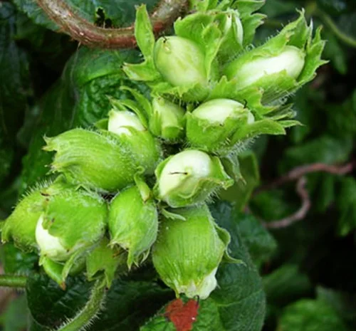 Саженцы фундука Вебба Ценный - 2 года- фото № 1