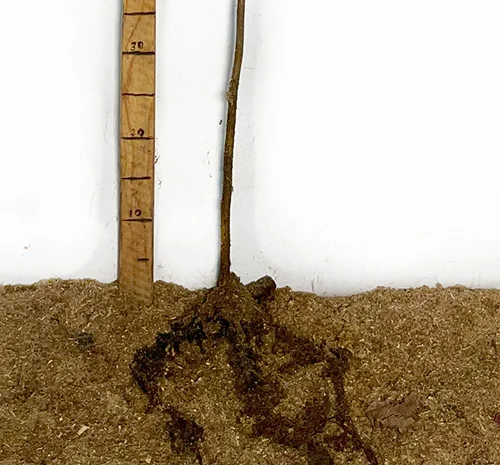 Саженцы фундука Вебба Ценный - 2 года- фото № 3