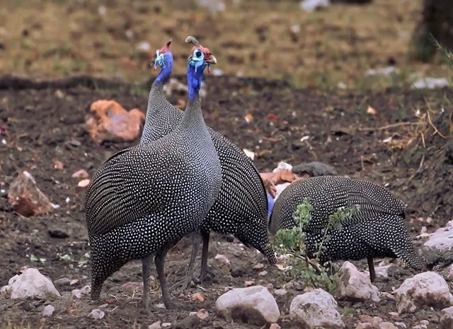 Інкубаційне яйце Цесарка Хохлата- фото № 10