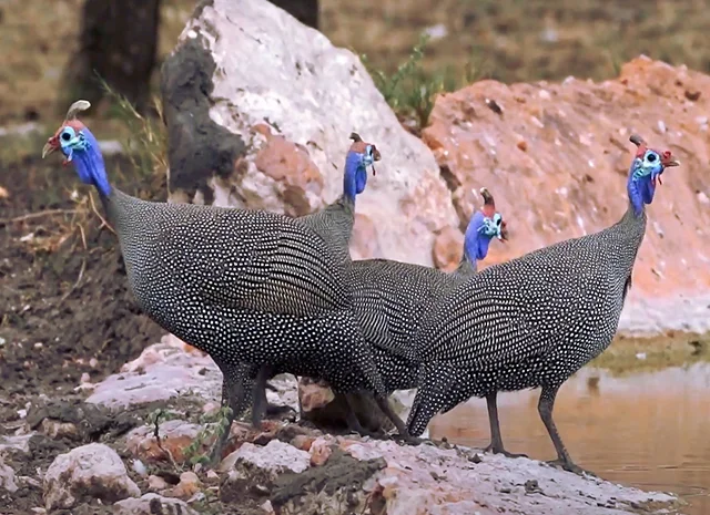 Інкубаційне яйце Цесарка Хохлата- фото № 11