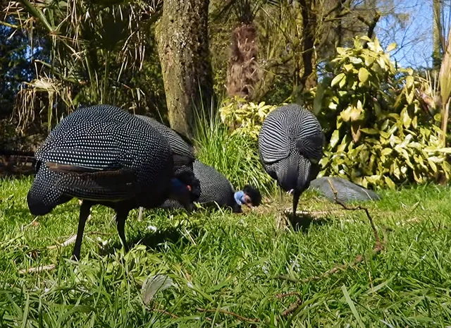 Інкубаційне яйце Цесарка Хохлата- фото № 12