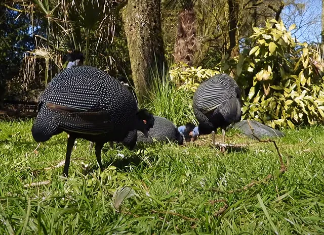 Інкубаційне яйце Цесарка Хохлата- фото № 13