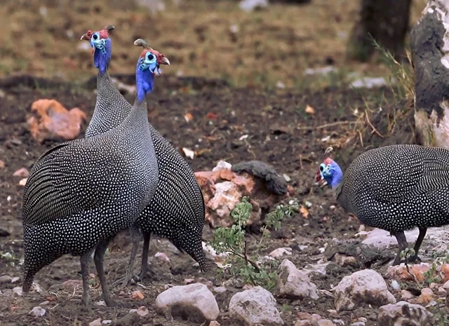 Інкубаційне яйце Цесарка Хохлата- фото № 2