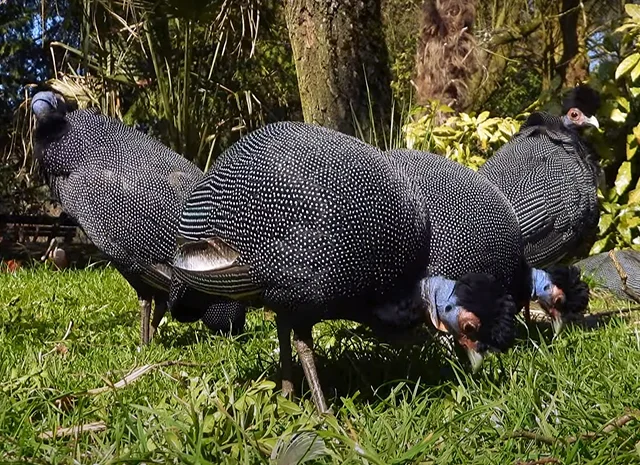 Інкубаційне яйце Цесарка Хохлата- фото № 3