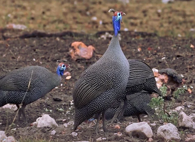 Інкубаційне яйце Цесарка Хохлата- фото № 4