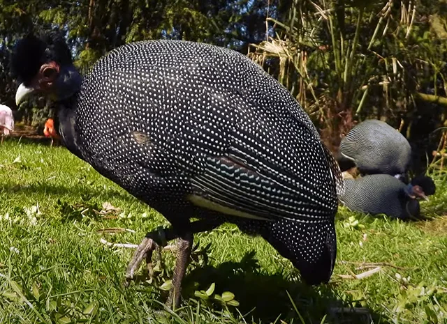 Інкубаційне яйце Цесарка Хохлата- фото № 5